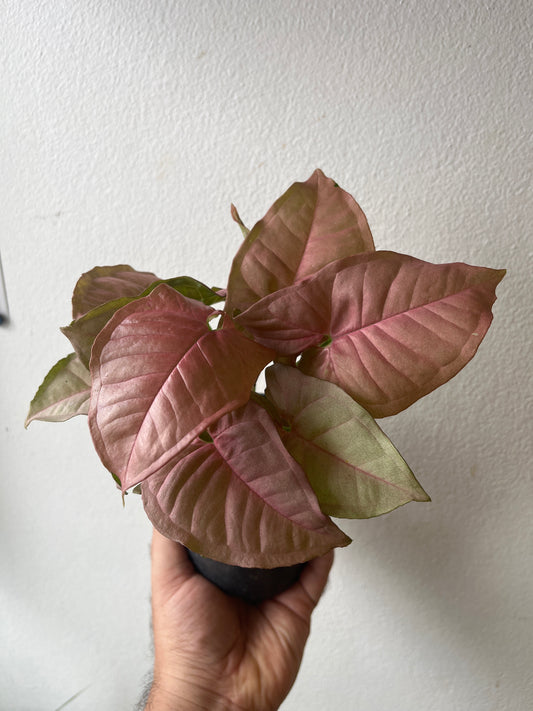 Syngonium Rosado 4”