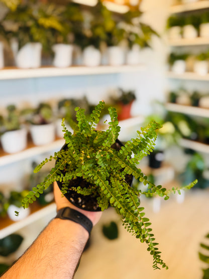 Duffi Cordifolia Fern