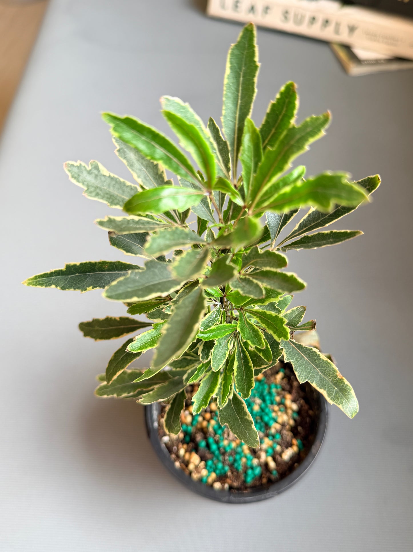 Aralia Bianca