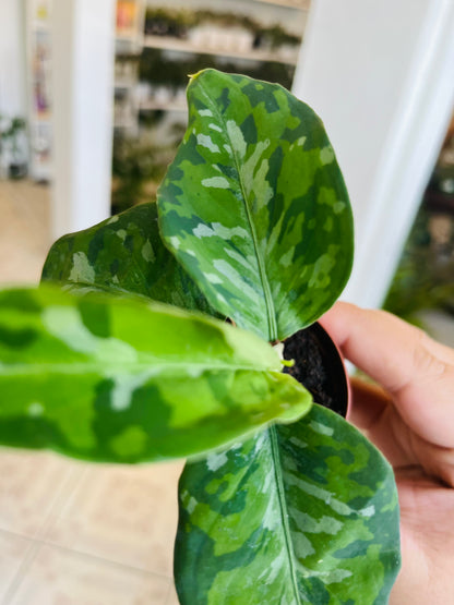 Aglaonema Pictum Tricolor  2"