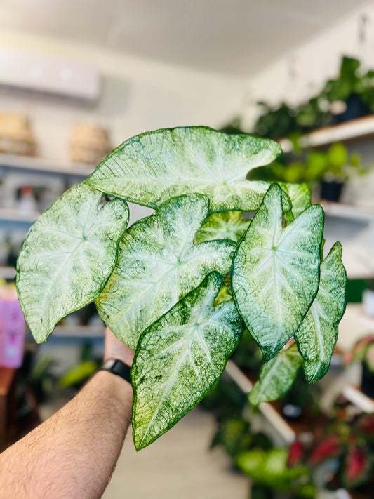 Caladium June Bride 6”