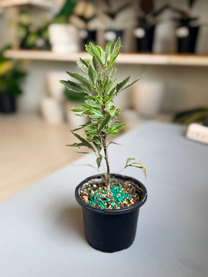 Aralia Bianca