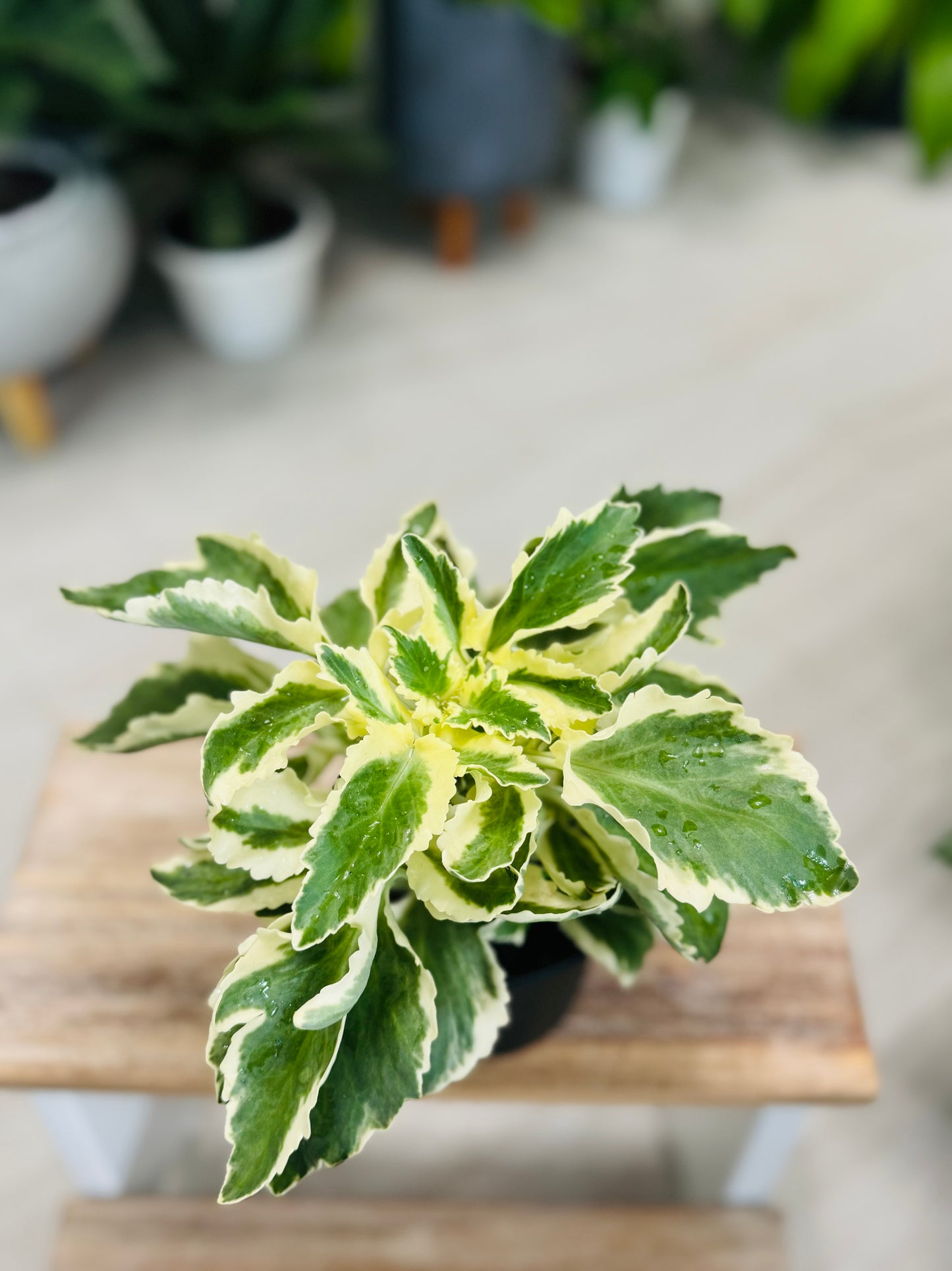 Kalanchoe Variegada