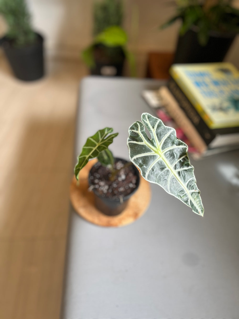 Alocasia Polly 4”