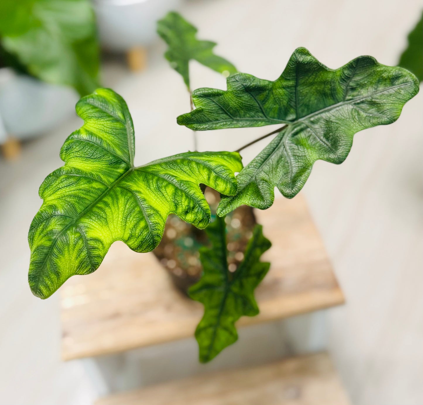 Alocasia Jacklyn 6”