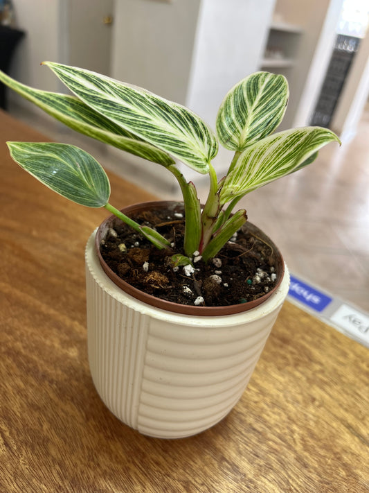 Tiesto con Philodendron Birkin