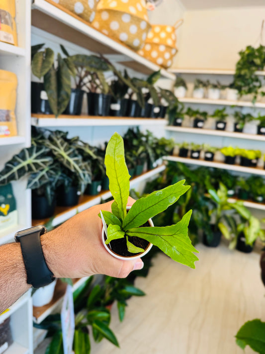 Crocodile Fern