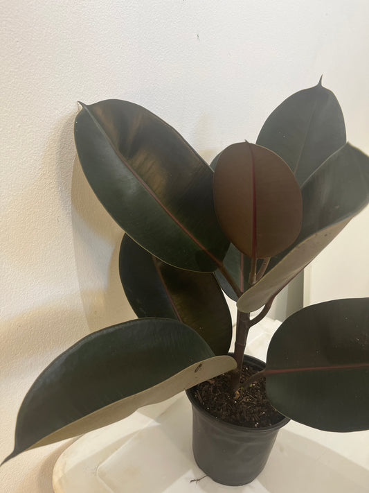 Ficus Elástica 1G