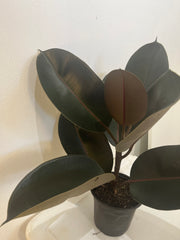Ficus Elástica 1G