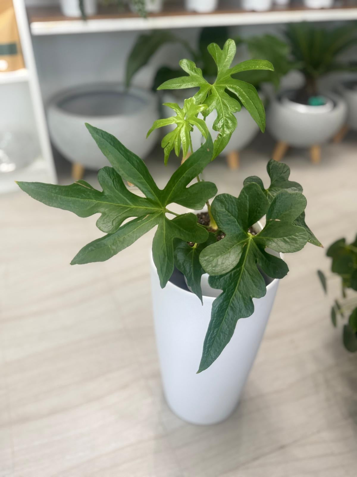 Anthurium podophyllum