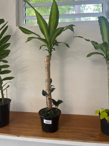 Tronco de Brasil con Philodendron Micans 6”
