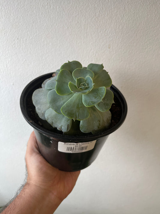 Echeveria Lilacina 6”