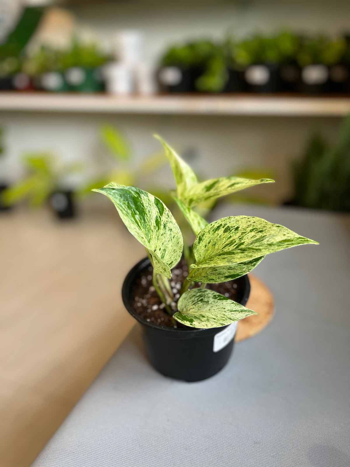 Potho Marble Queen 5”