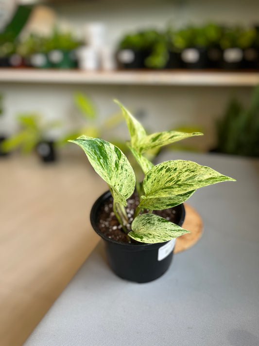 Potho Marble Queen 5”