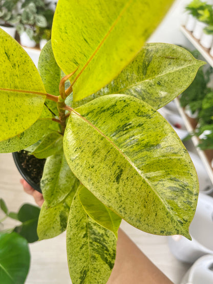 Ficus Shivereana