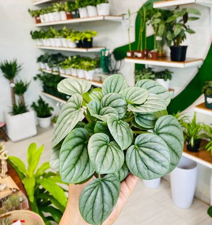 Peperomia Moonlight