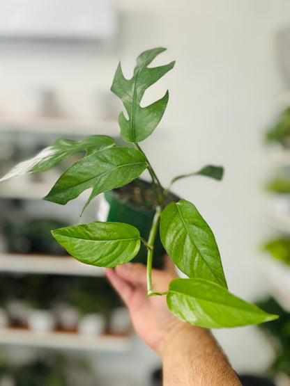 Pothos Baltic Blue