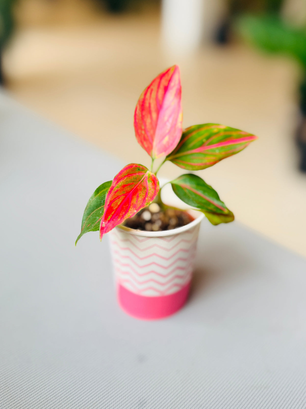 Aglaonema ‘Mojo Red’ 2”