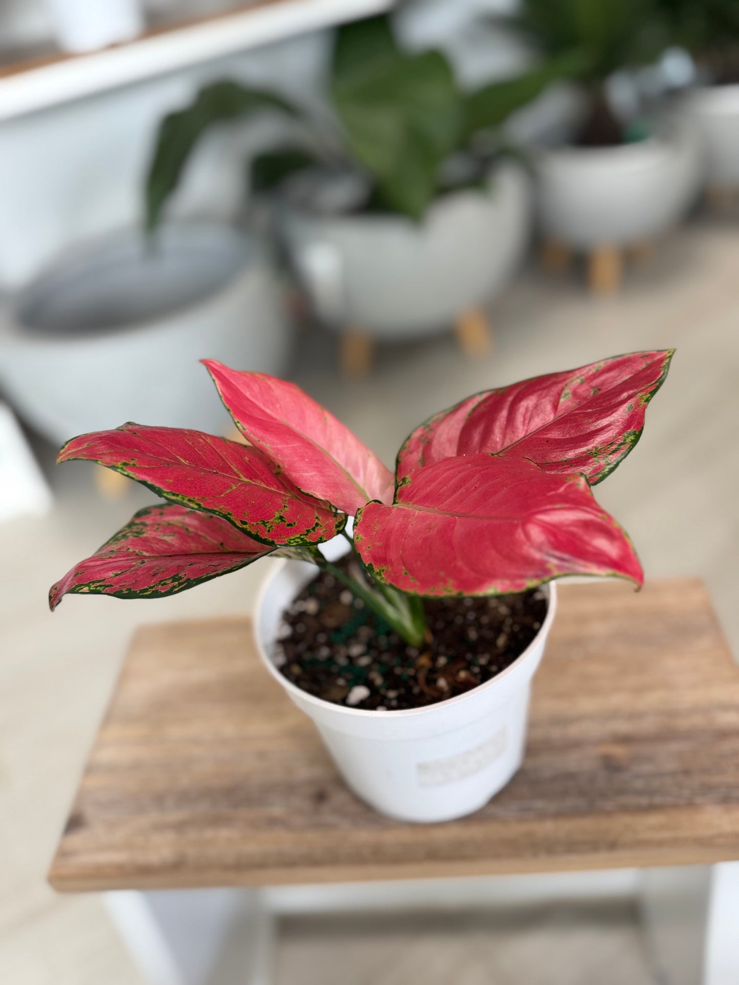 Aglaonema Cherry Baby