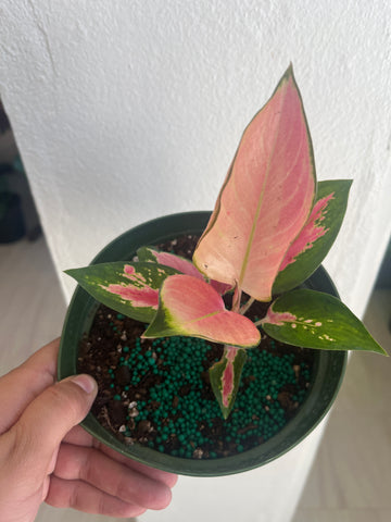 Aglaonema Pink Glow 6”