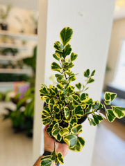 Ficus Triangularis 1g