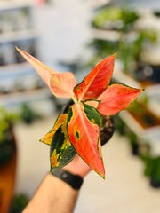 Aglaonema Pink Glow 4”