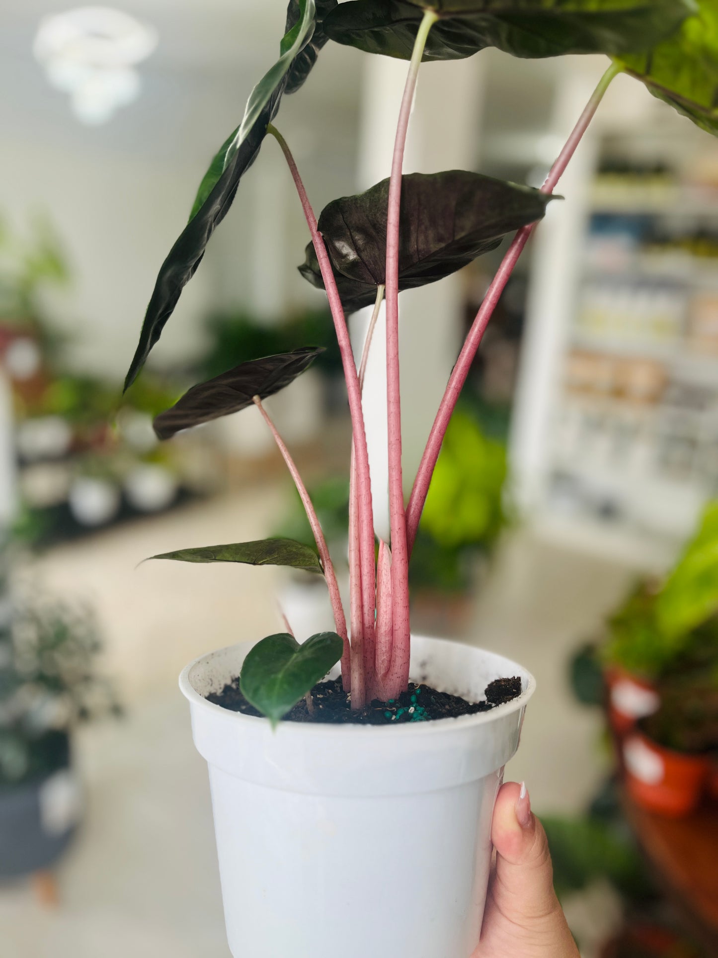 Alocasia Pink Dragon