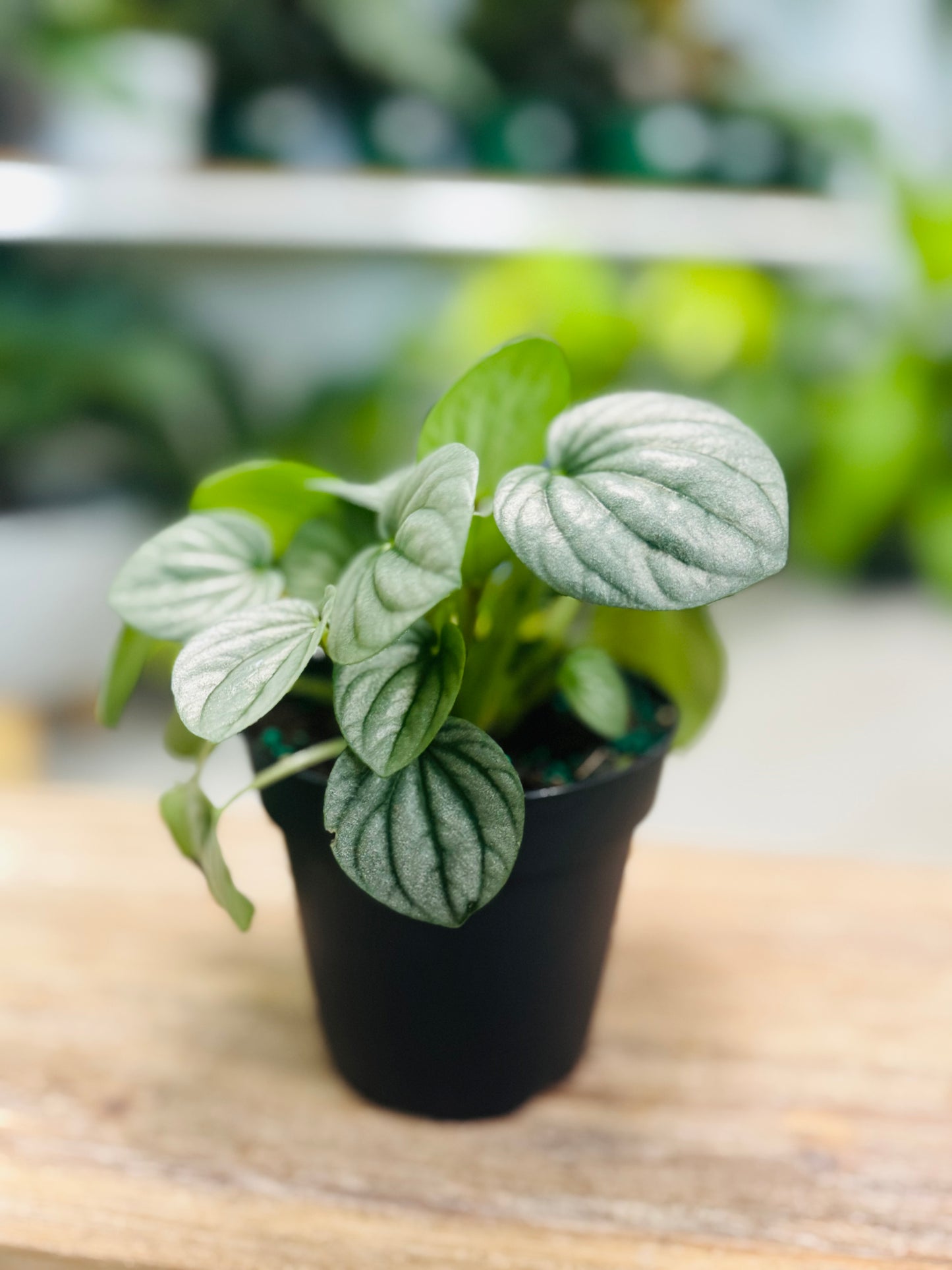 Peperomia Moonlight