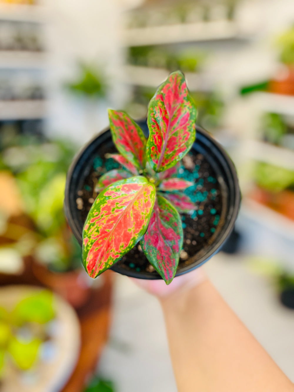 Aglaonema Red Valentine 5”