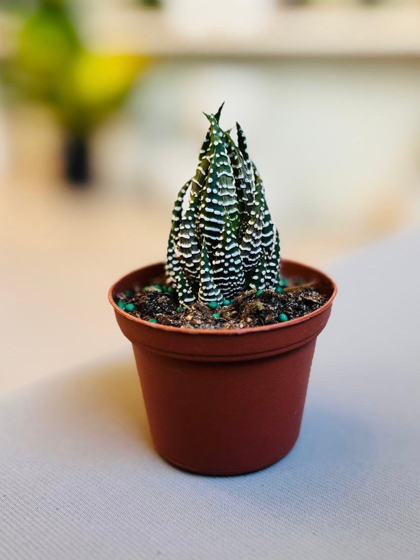 Haworthia Fasciata “Zebra Plant”