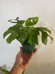 Monstera Rhaphidophora 6”