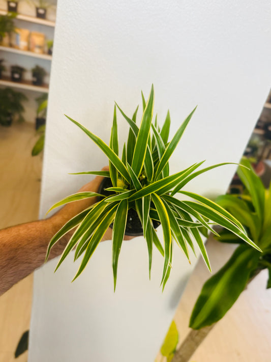 Pandanus 6”
