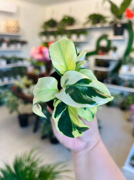 Calathea Yellow Fusion 2"