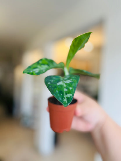 Aglaonema Pictum Tricolor  2"