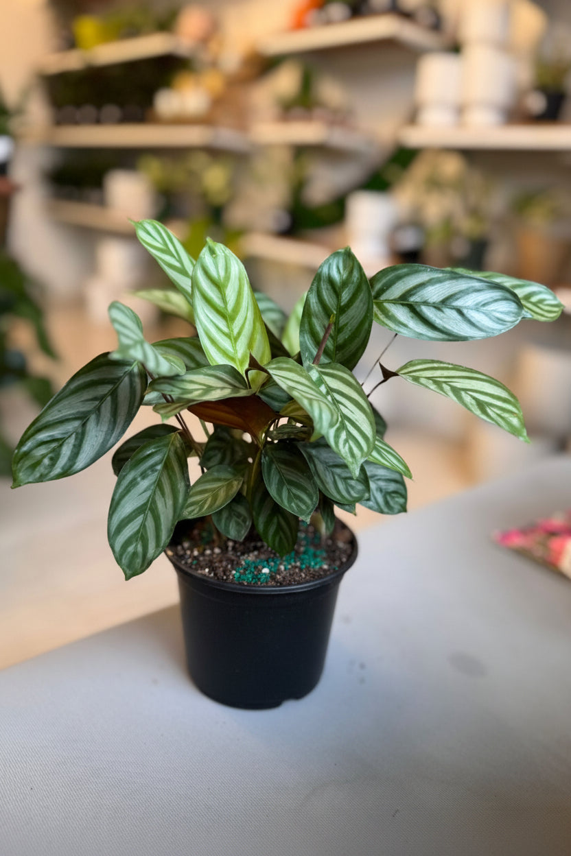 Calathea Oppenheimiana 6”