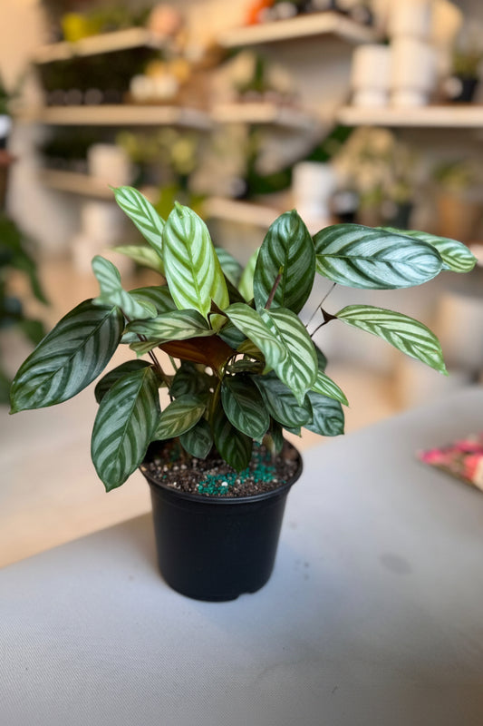 Calathea Oppenheimiana 6”