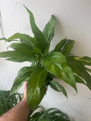 Lirio de La Paz/Cuna de Moisés Variegado 6”