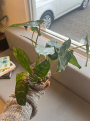 Philodendron en envase
