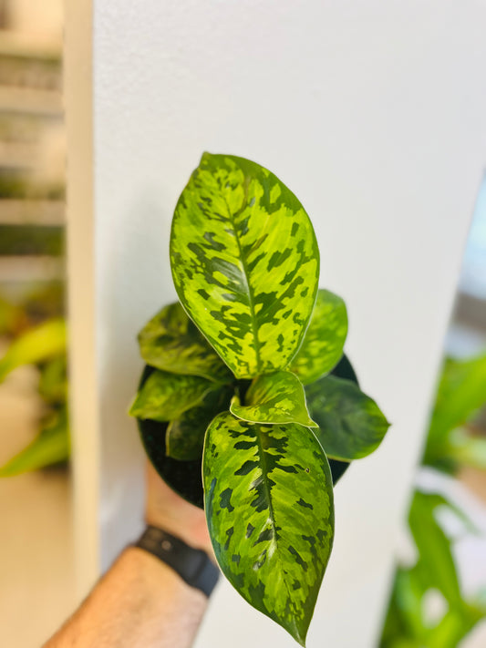 Homalomena Wallisii Camouflage 4”