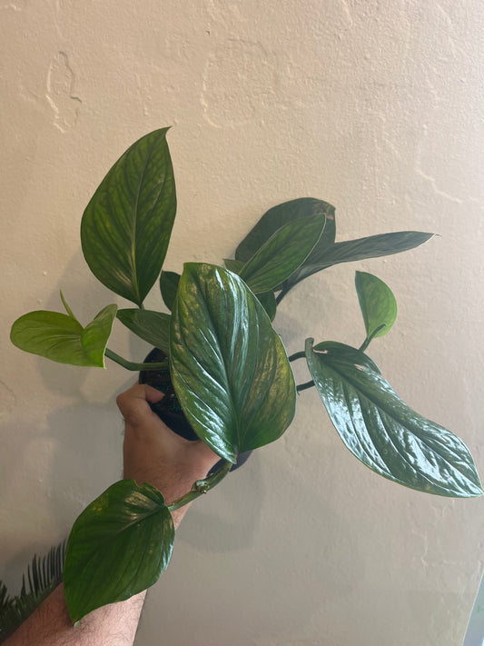 Monstera Peru 6”