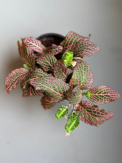 Fittonia Juanita 4”
