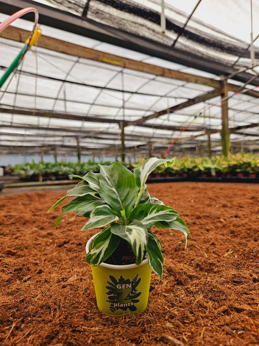 Calathea Fusion White