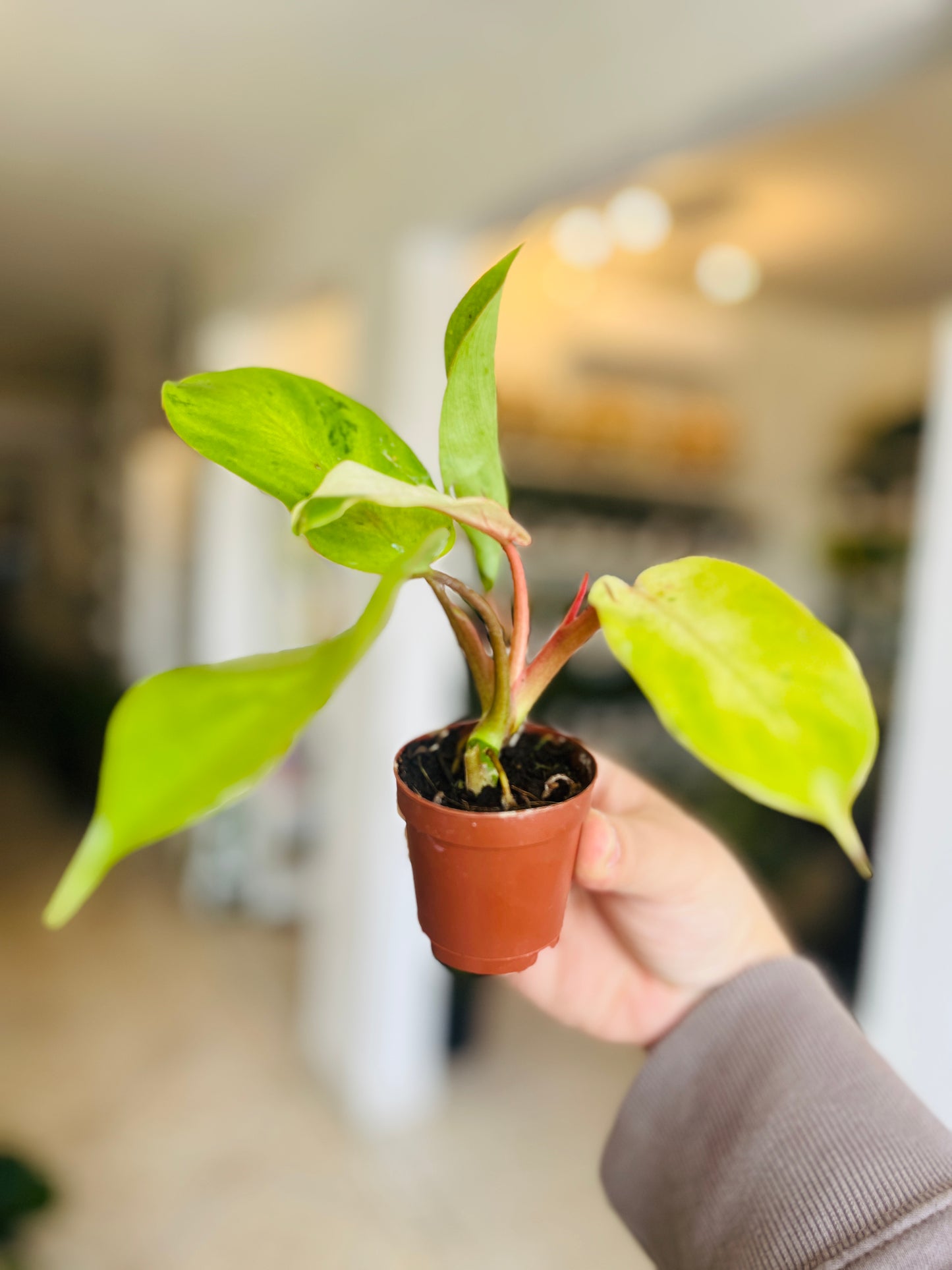 Philodendron Snowdrift 2"