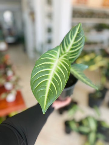 Xanthosoma Lindenii 6”