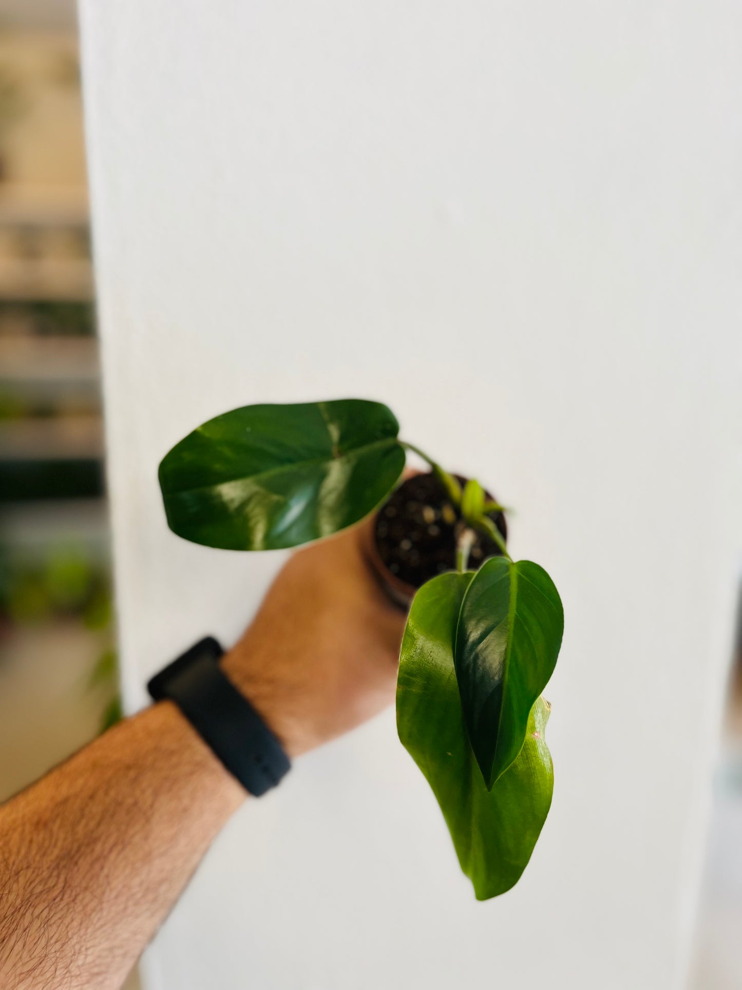 Philodendron Imperial Green 2”