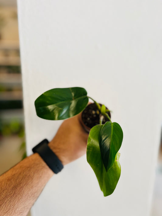 Philodendron Imperial Green 2”