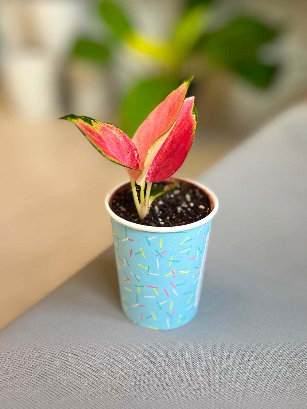 Aglaonema Pink Glow 2”