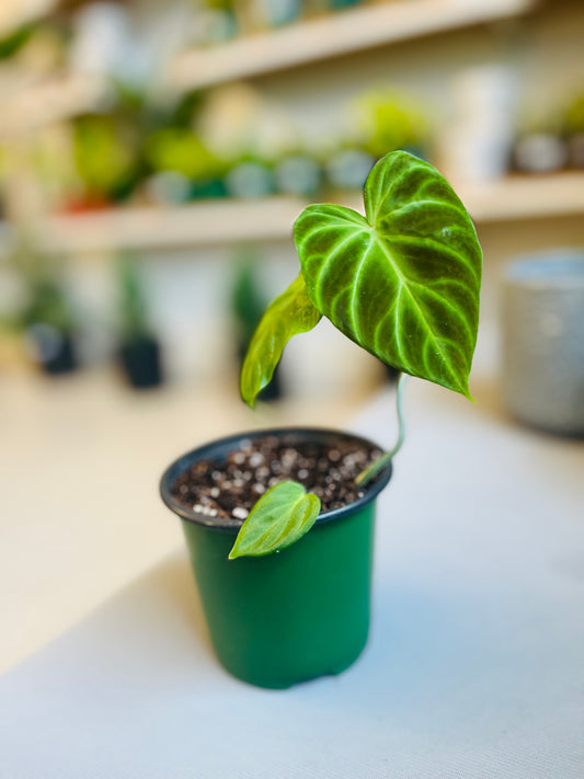 Philodendron Verrucosum 4”