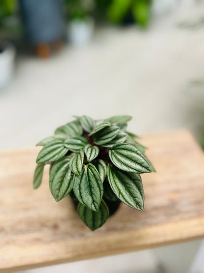 Peperomia San Marino