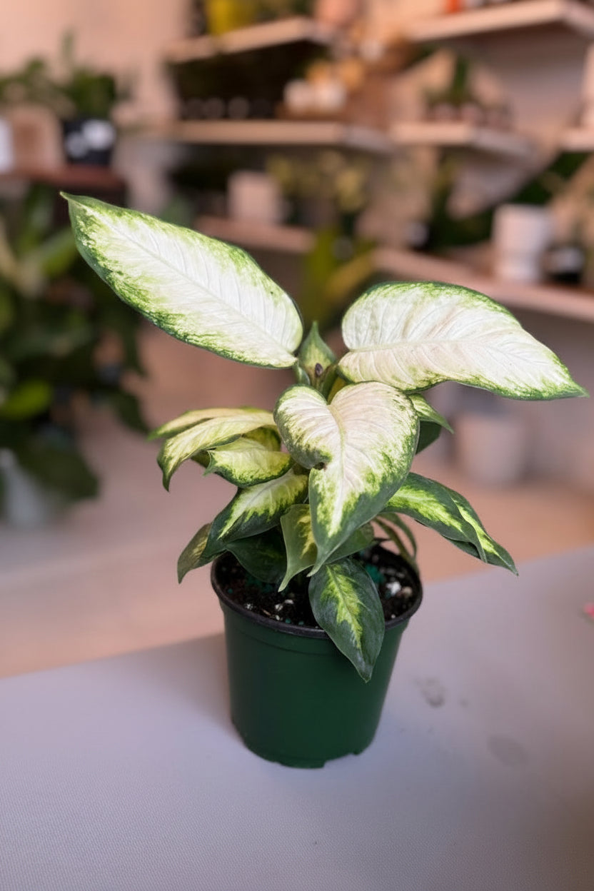 Dieffenbachia Segine 1G